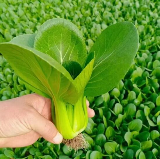 Pak-čojs 'Green F1'